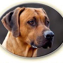 elke-gebhartl Avatar