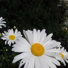 annamaria-guetler Avatar