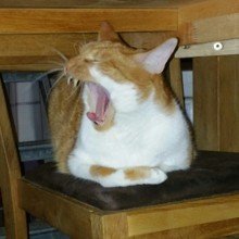 birgit-ritthaler Avatar