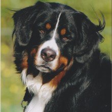 bettina-fiedler Avatar