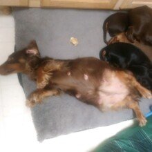 melissa-udomah Avatar