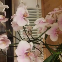 christine-hammer Avatar