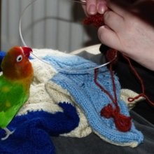 Strickliesel_Elke Avatar