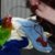 Strickliesel_Elke