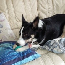 valerie-hughes Avatar