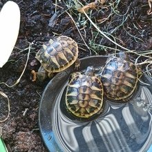 schildkroetenei Avatar