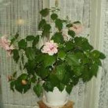 mai-britt-trasborg Avatar