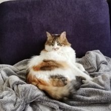 baerbel-stopp Avatar