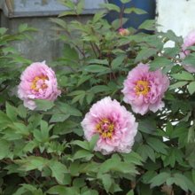 stricke-gerne Avatar