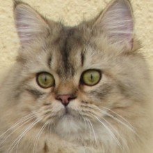 Holznadelspiel Avatar