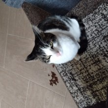 putzkatzekatze Avatar