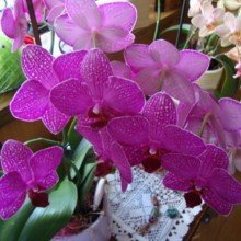 brunhilde-stamm Avatar