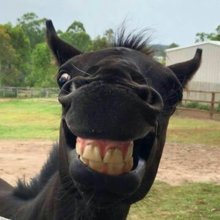 barbara-schmid Avatar