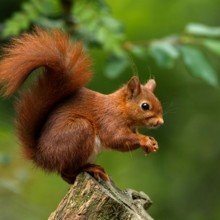 waltraud-steinmann Avatar