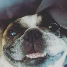 franzicarlikosi Avatar