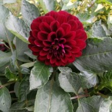 claudia-goldberg Avatar