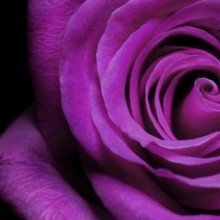 carola-braun-scheller Avatar