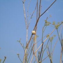 mattina-roessner Avatar