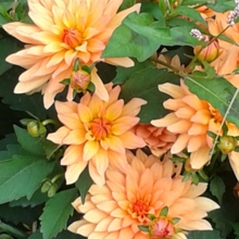 susanne-pittner Avatar