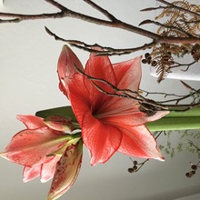 sylvia-theiler Avatar