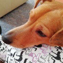 petra-magdlung Avatar