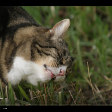 priska-baumgartner Avatar