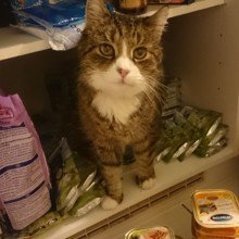 cornelia-groessel Avatar