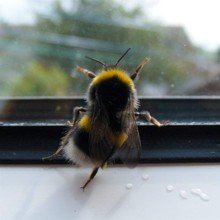 Pfefferminztee Avatar