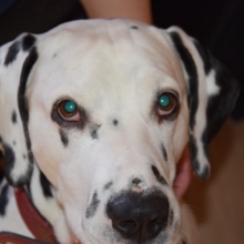 cornelia-pietschker Avatar