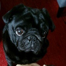 ScarlettausBerlin Avatar