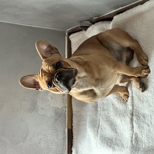 antje-paesler Avatar