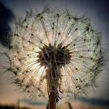 tina-wahl-schmidt Avatar