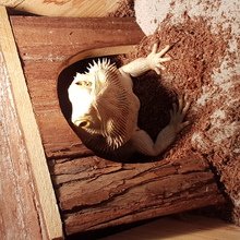 biggi-schreiber Avatar