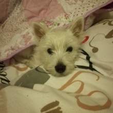 car-grischeck Avatar