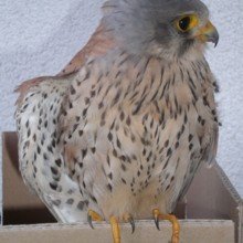 ulrike-haberl1 Avatar