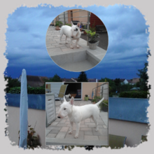 isabella-brand-schroeder Avatar