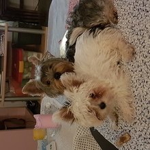 susanne-sunar Avatar