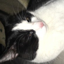 Sylvesterschwarz Avatar