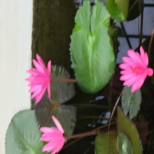 gerlinde-roth Avatar