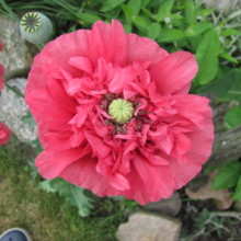 christina-charlotte-neethen Avatar