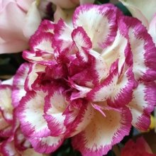 Gwunderi-Egge Avatar