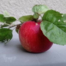 sybille-lippmann Avatar