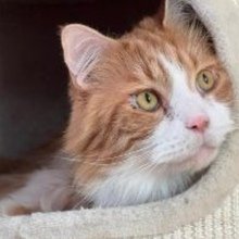 brigitte-imhof Avatar