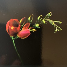 michaela-donner Avatar