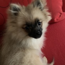 monika-mensing Avatar