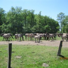 Stricktante007 Avatar