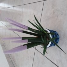 uschi-luetolf Avatar