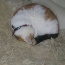 ulrike-wohlfeil-pelzel Avatar