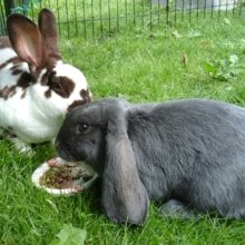 birgit-albrodt Avatar