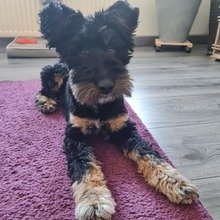 annegret-koegel Avatar